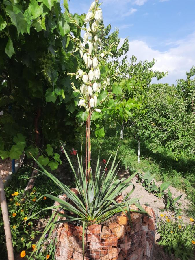 Ararat B&B Ch'iva Ngoại thất bức ảnh